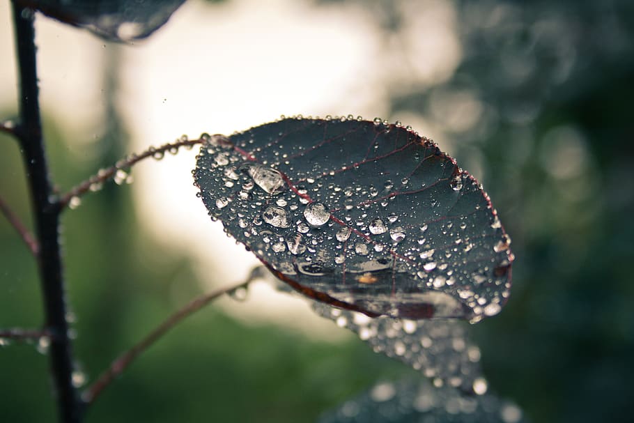 Green Leaf, blur, close-up, dew, dewdrops, droplets, flora, flower HD wallpaper
