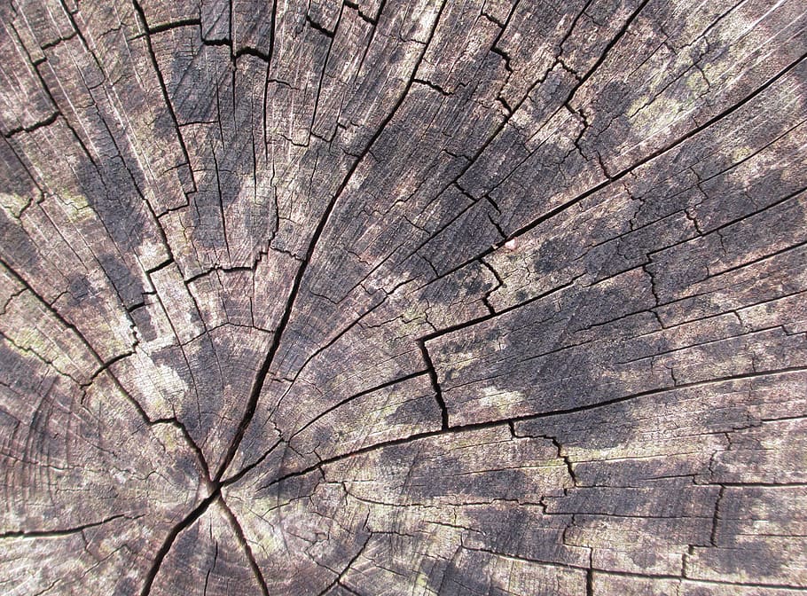 wood, tree, plant, tree trunk, texture, nature, tree stump HD wallpaper