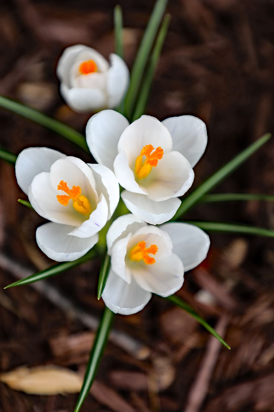 white flower petal, plant, blossom, crocus, anther, pollen, 494 abbyshire dr HD wallpaper