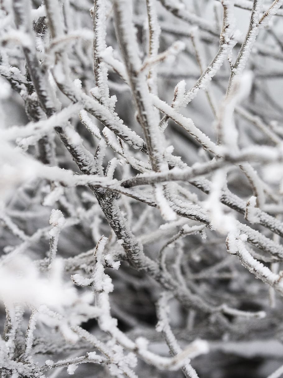branch, winter, snow, tree, leann, season, cold, trees, rime HD wallpaper
