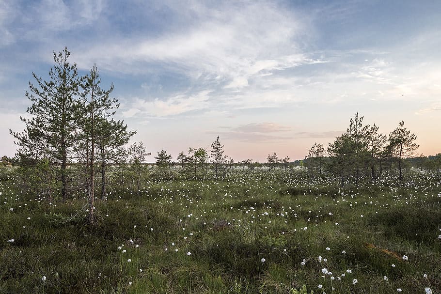 blue, sky, cloud, trees, field, grass, dandelions, plant, beauty in nature HD wallpaper