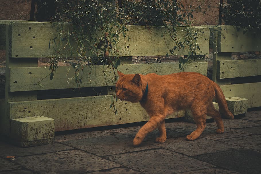 orange tabby cat, ukraine, lviv, wall, dog, mammal, animal, pet HD wallpaper