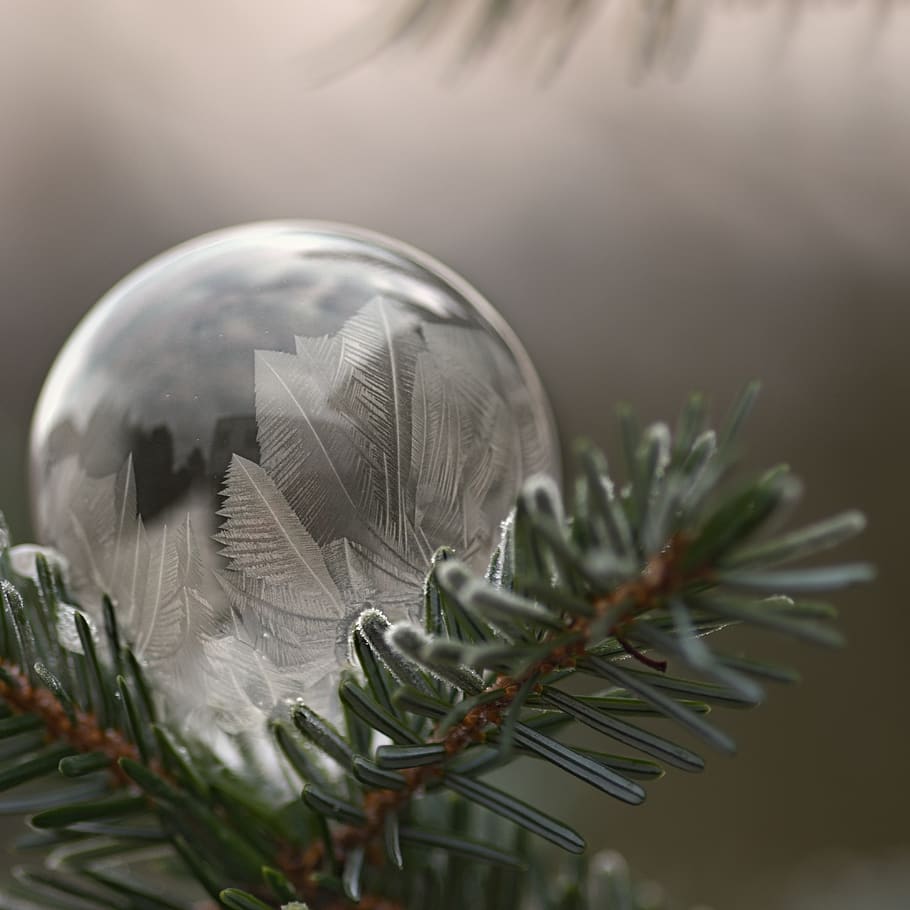 bubble, frost, winter, bubble blower, no people, plant, nature HD wallpaper