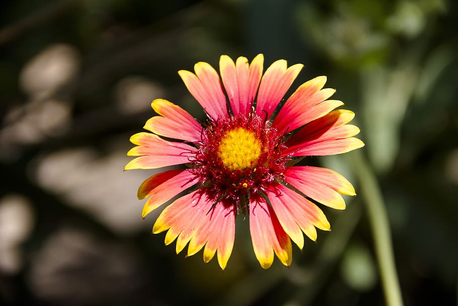 flower, macro, bloom, flora, love, flower garden, summer, nature HD wallpaper