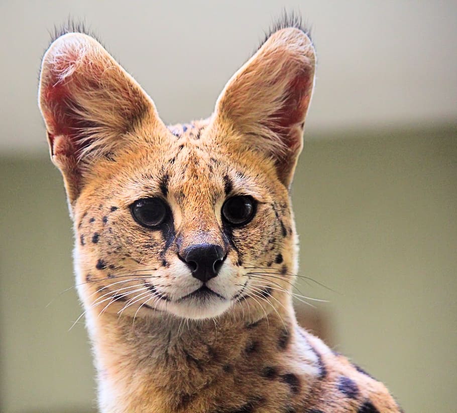 beige feline, mammal, one animal, animal wildlife, animals in the wild HD wallpaper