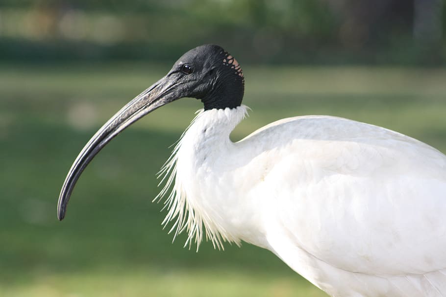 ibis, bird, beak, profile, wildlife, nature, fauna, brisbane HD wallpaper