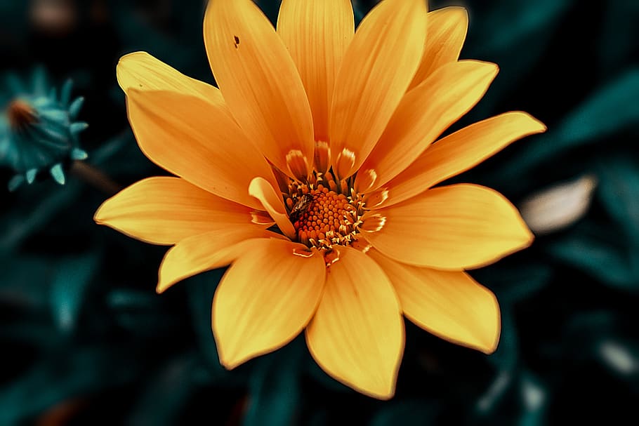 flower, nature, spring, plant, garden, petals, beautiful, flowering plant HD wallpaper
