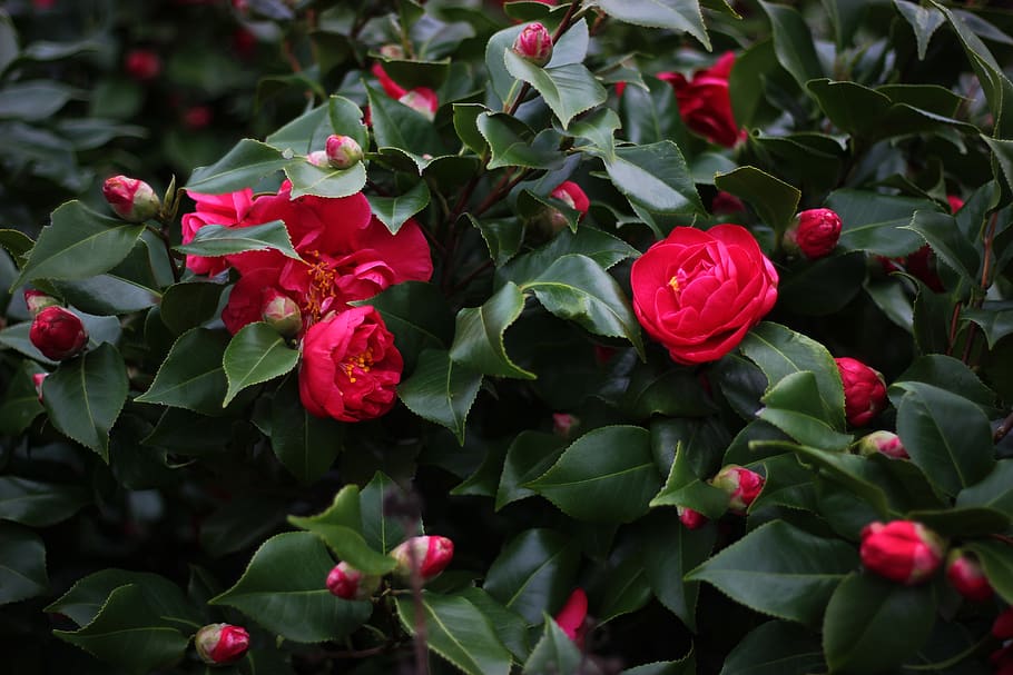 red rose flowers, plant, freshness, beauty in nature, plant part HD wallpaper