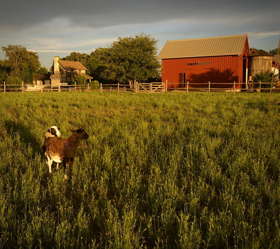 animals, buildings, farm, plant, field, architecture, built structure HD wallpaper