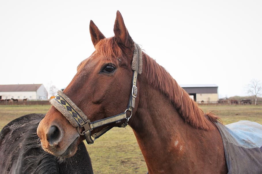 horse, domestic animals, livestock, animal wildlife, animal themes HD wallpaper