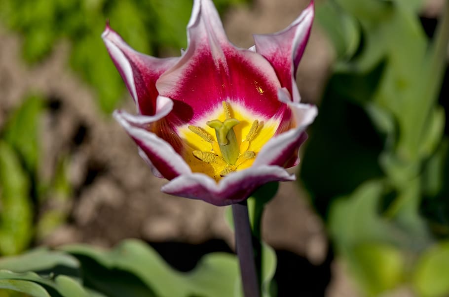tulip, stamp, plant, spring, garden, spring flowers, close up HD wallpaper