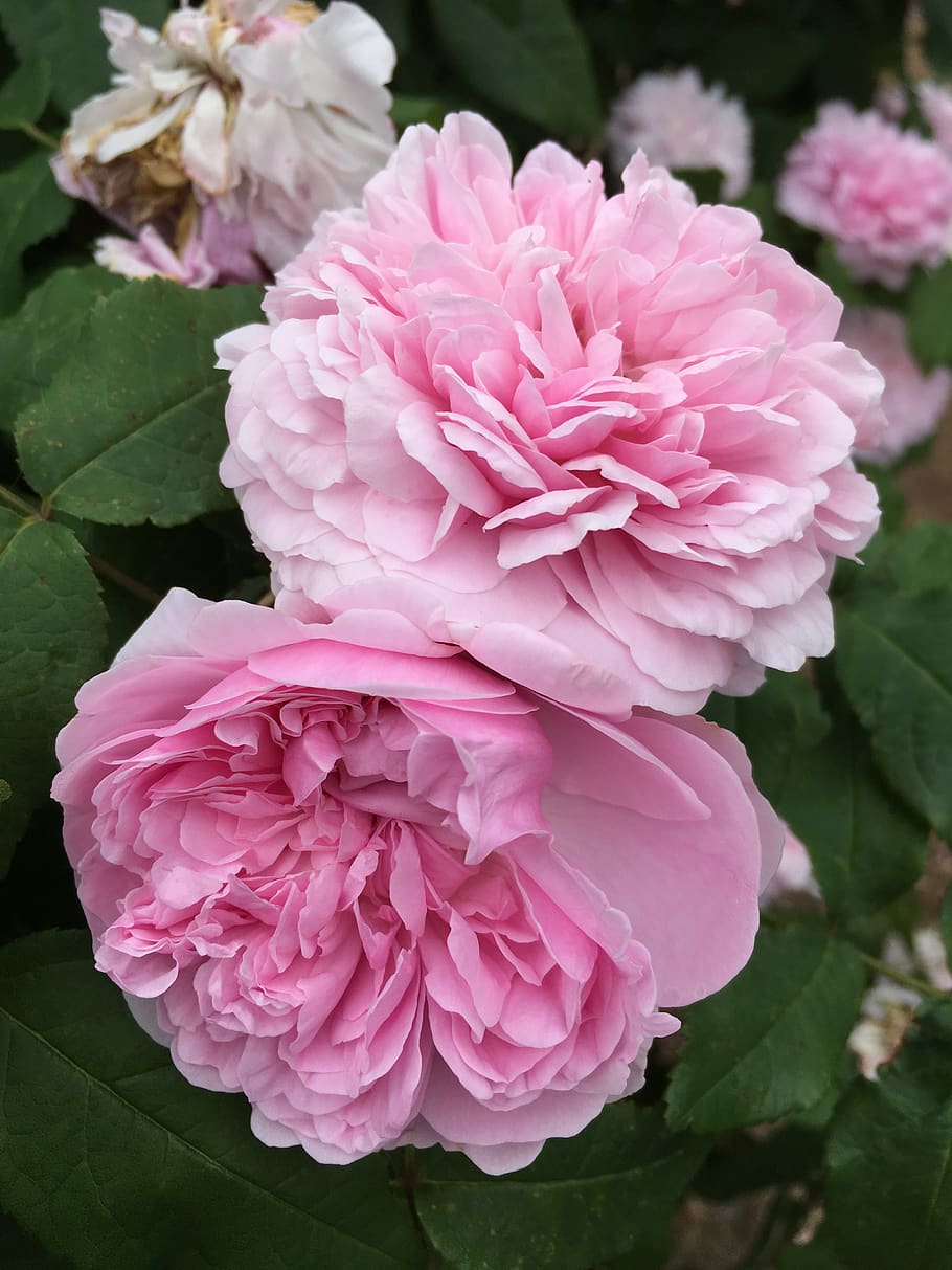 peony, pink, nature, spring, flower, flora, flowering plant HD wallpaper
