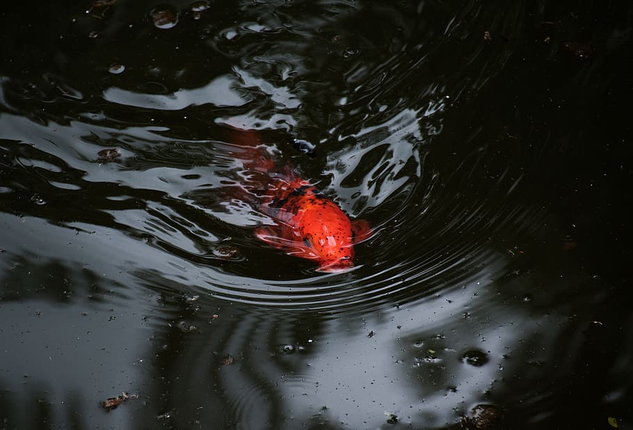 selective focus photography of orange koi fish, water, outdoors