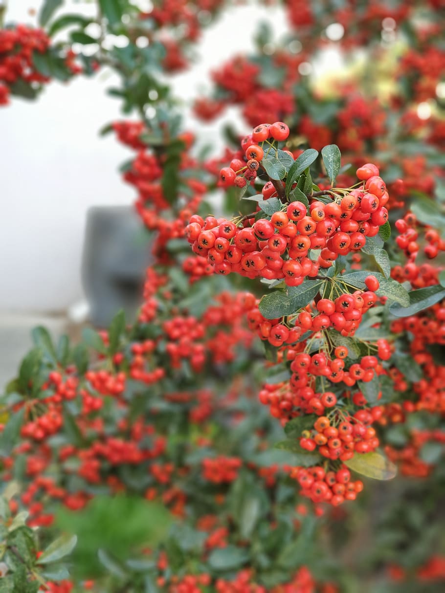 flowers, fruit, plants, red, growth, close-up, beauty in nature HD wallpaper