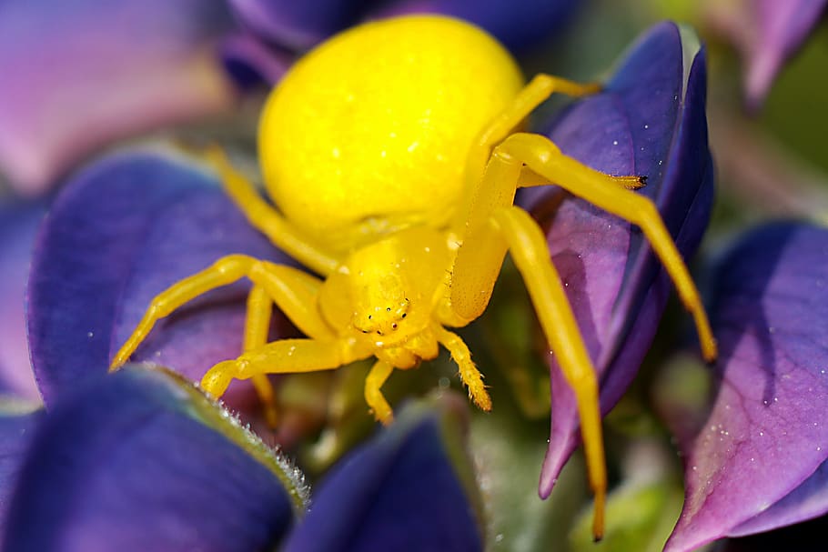 flowerbed, insect, macro, spider, close-up, flowering plant HD wallpaper