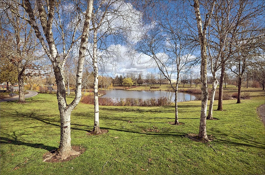 tree, plant, tree trunk, park, afternoon, lake, portland, golden hour HD wallpaper