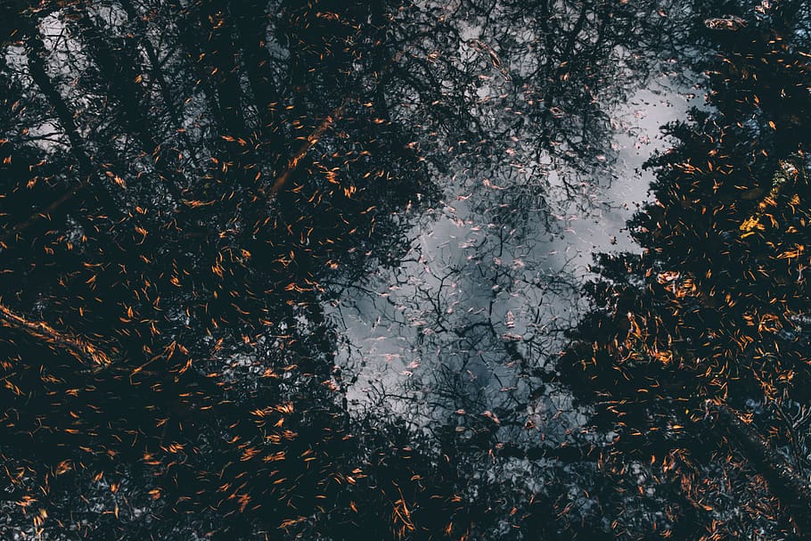 estonia, plant, tree, nature, leaf, autumn, plant part, no people HD wallpaper