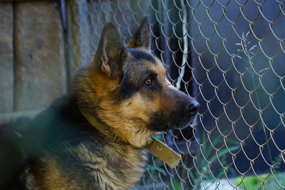 dog, german shepherd, canine, one animal, pets, domestic animals HD wallpaper