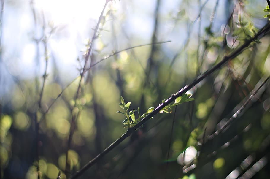 plant, tree, leaf, sprout, blossom, bud, flower, nature, garden HD wallpaper