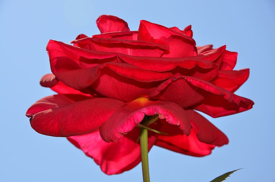 rose, flower, spring, summer, floral, leaf, nature, green, blossom HD wallpaper