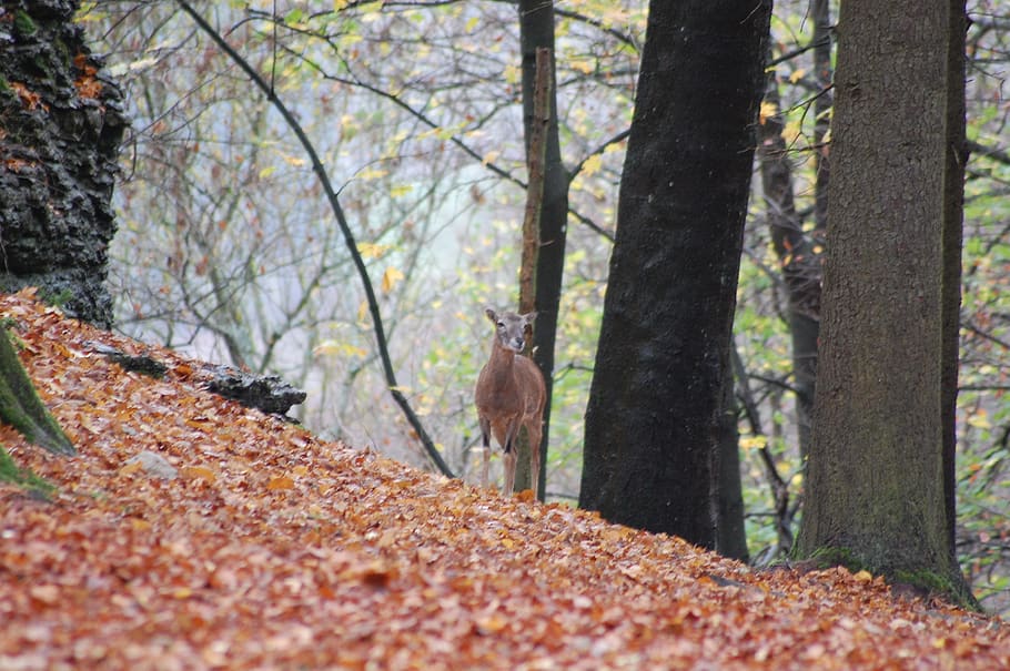 roe deer, red deer, wild, forest, wild animal, scheu, kitz HD wallpaper