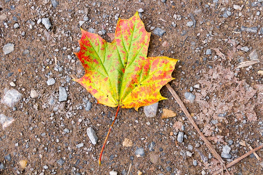 united kingdom, devizes, plant part, leaf, autumn, change, nature HD wallpaper