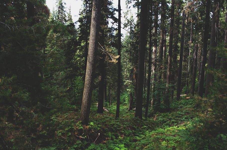 forest, trees, sequoia, national park, california, plant, land HD wallpaper