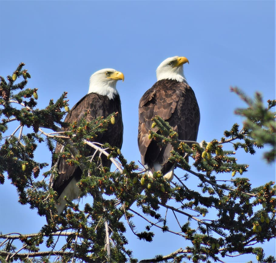 bird, animal, eagle, bald eagle, looking up, anacortes, united states, HD wallpaper