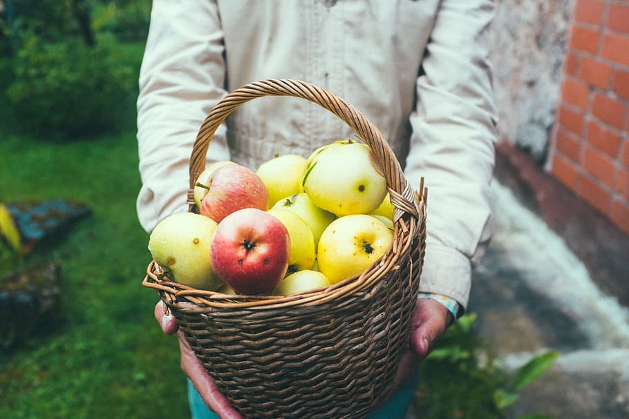 Farmer with a basket of apples, container, day, focus on foreground HD wallpaper