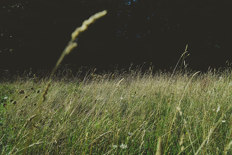 france, dinan, herb, shadow, shift, shifted, green, field, high HD wallpaper