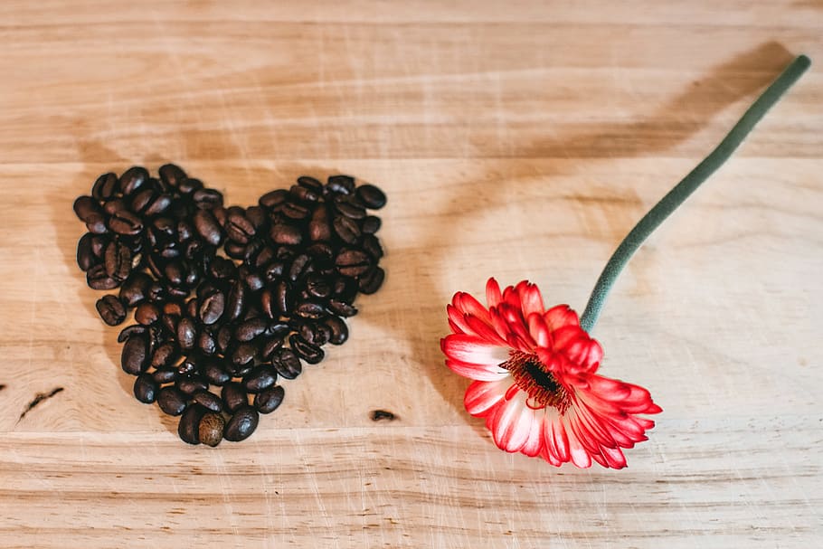 Photo of Red Petaled Flower Near Coffee Beans, aromatic, caffeine HD wallpaper