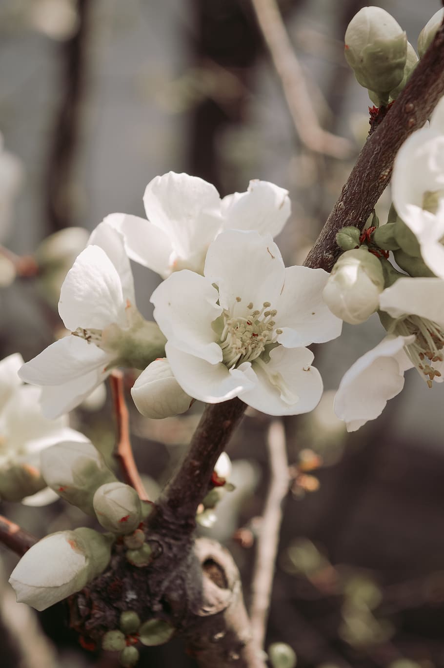 white flowering tree in bloom, plant, pollen, blossom, cherry blossom HD wallpaper