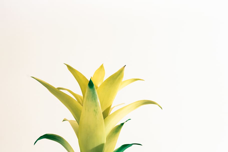 yellow leafed plant, poland, wałbrzych, palmiarnia, flora, aloe HD wallpaper