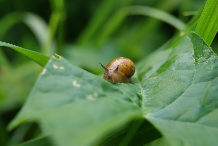 Selective Focus Photography of Brown Snail on Plant Leaf, slug HD wallpaper
