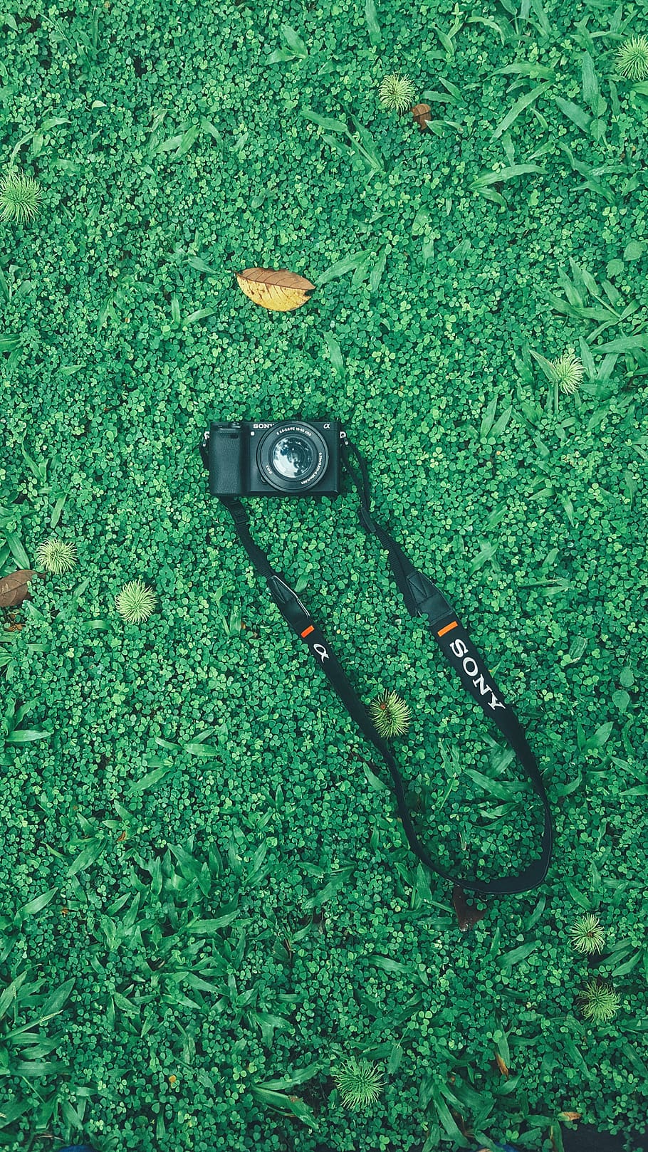 camera, sony, photography, green color, plant, high angle view HD wallpaper