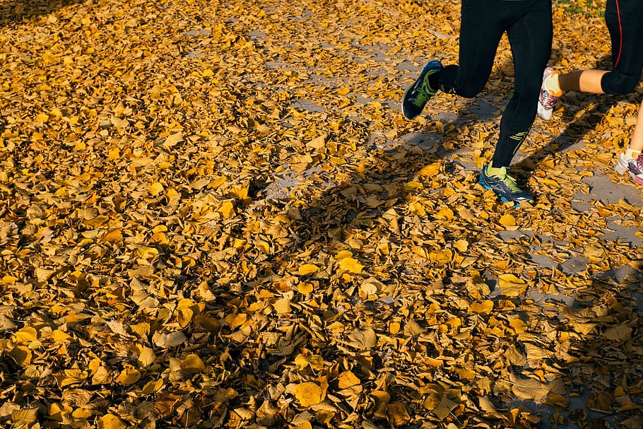 Autumn jogging, action, active, activity, athlete, athletic, background, HD wallpaper