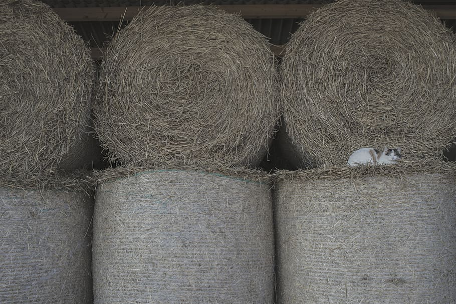 straw, hay, bale, cat, farm, barn, yellow, no people, still life, HD wallpaper