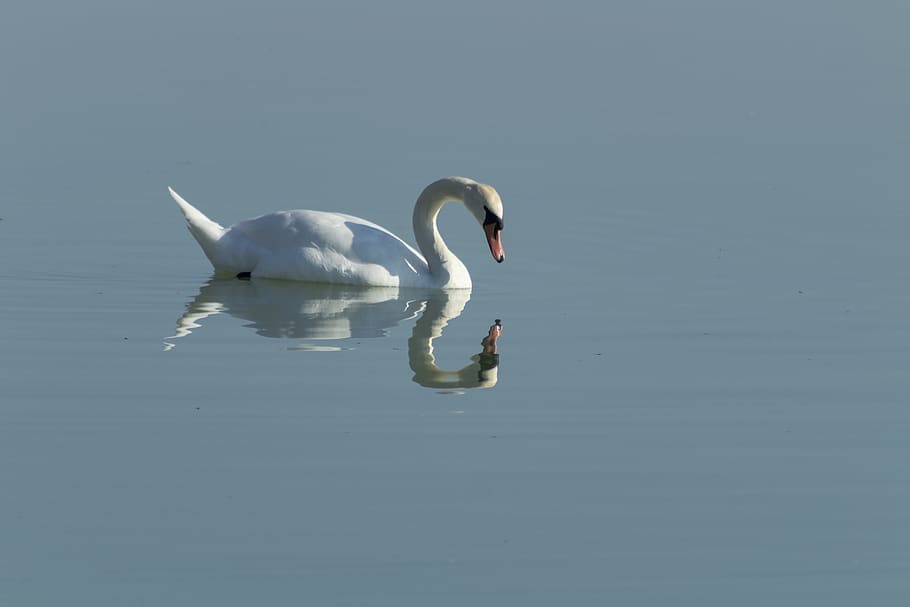 swan, cam, bird, white, lake, swim, pride, plumage, water fowl HD wallpaper