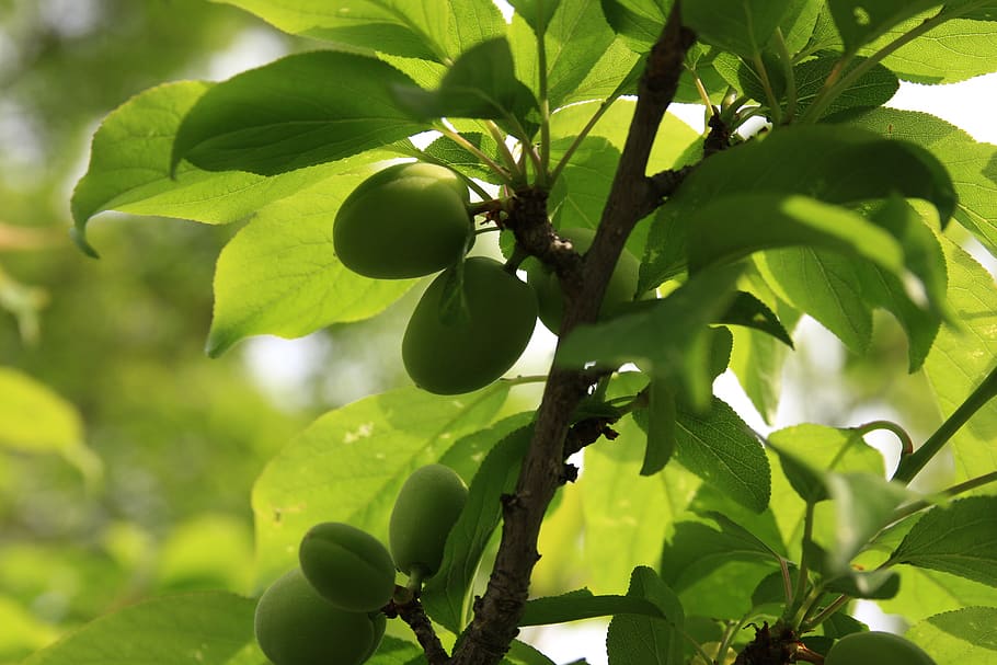 plum, spring, plants, fruit, plum tree, leaf, plant part, green color HD wallpaper