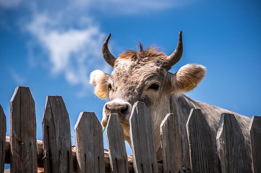 cattle behind fence, animal, cow, bull, italy, gompm alm, bovine HD wallpaper