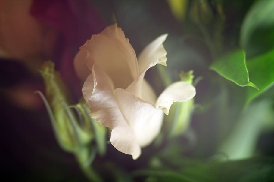 flower, rose, mood, soft, romantic, beauty, the petals, freshness HD wallpaper