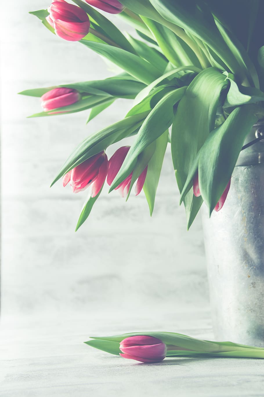 nature, sheet, desktop background, isolated, close, tulips HD wallpaper