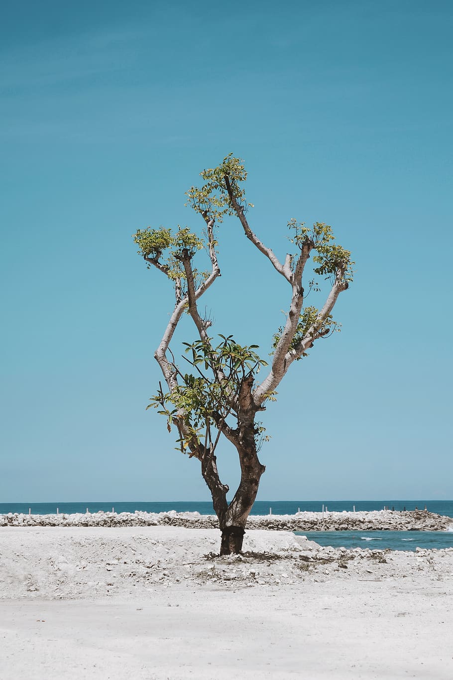 green leafed tree on seashore, ocean, nature, beach, water, outdoors HD wallpaper