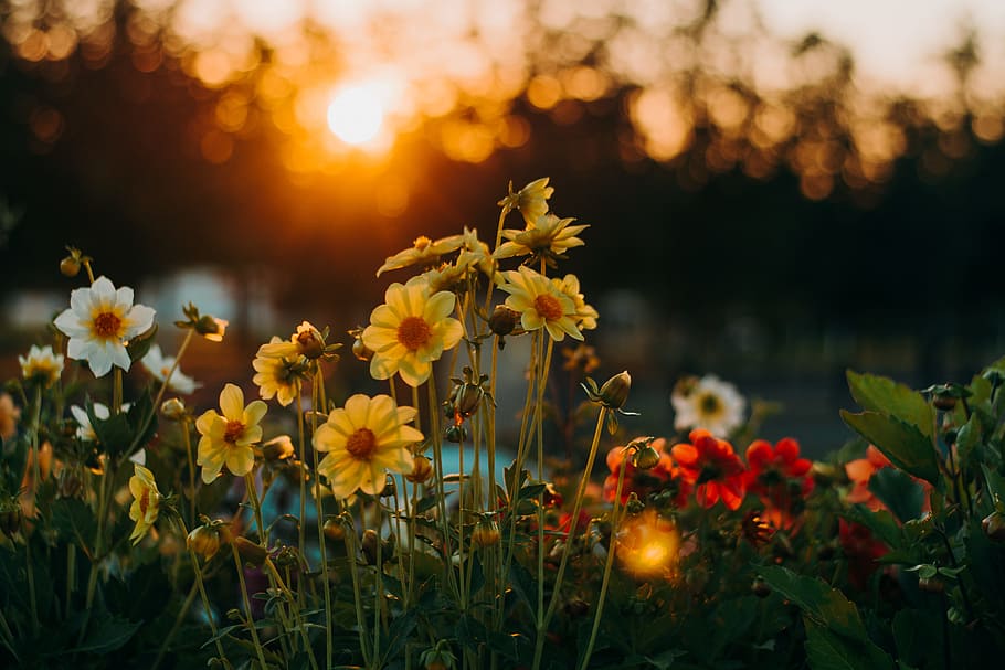 Flowers During Golden Hour, bloom, blossom, dawn, dusk, flora HD wallpaper
