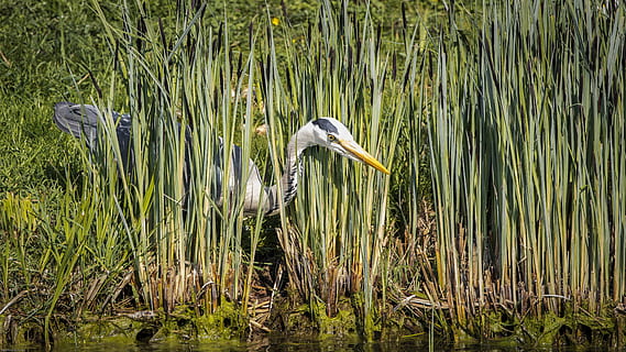 grey heron, bird, plumage, nature, animal world, bill, water bird HD wallpaper