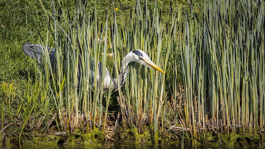 grey heron, bird, plumage, nature, animal world, bill, water bird HD wallpaper