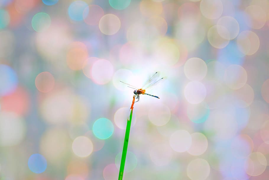 branch, blossom, light, sky, sunlight, leaf, flower, petal HD wallpaper