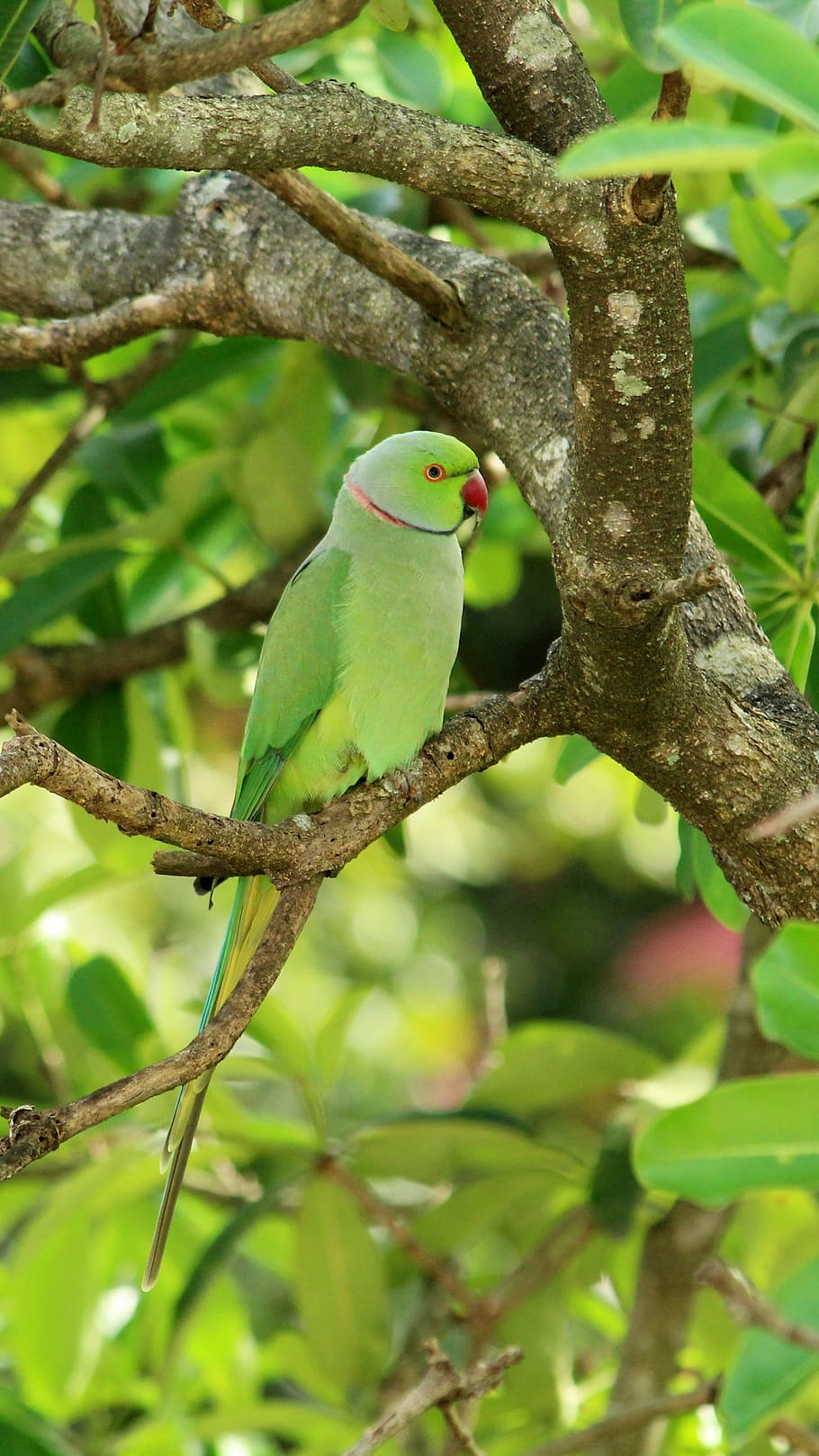 parrot, bird, avian, exotic, plumage, colorful, nature, feather, HD wallpaper