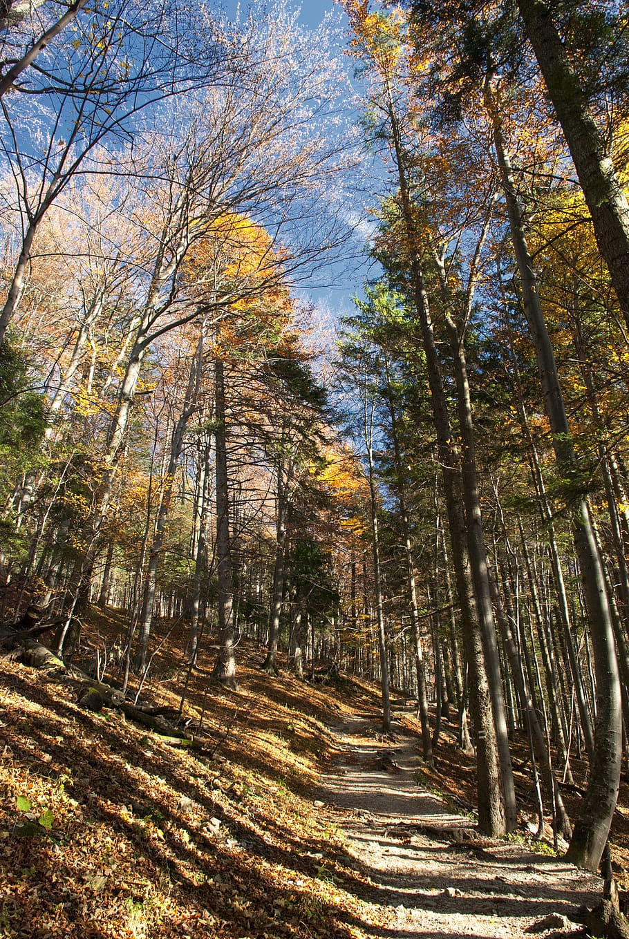 autumn, nature, forest, trees, mood, foliage, fall, light, green HD wallpaper