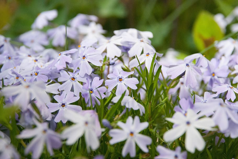 flowers, spring, garden, summer, violet, meadow, flowering plant HD wallpaper